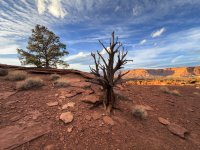 capitol_reef_tree.jpg