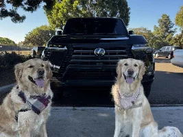 2025 Black Cavier Premium+ San Diego