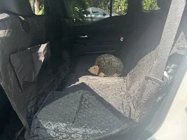 Seat Covers