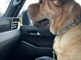 Traveling with Dogs