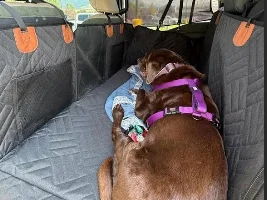 Seat Cover for Dog