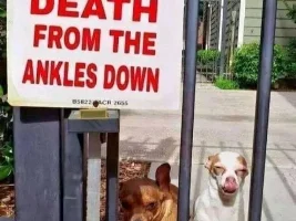 Good Clean Humor and Jokes