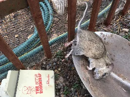 You Dirty Rat!