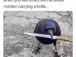 Good Clean Humor and Jokes