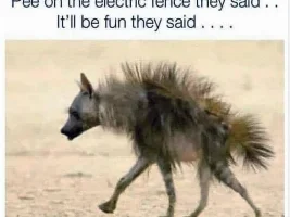 Good Clean Humor and Jokes