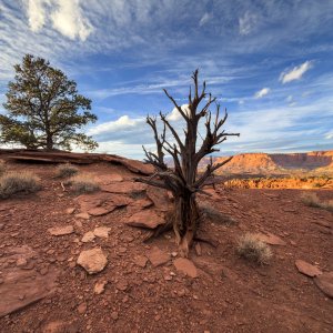 capitol_reef_tree.jpg