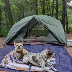 Dogs Camping.webp