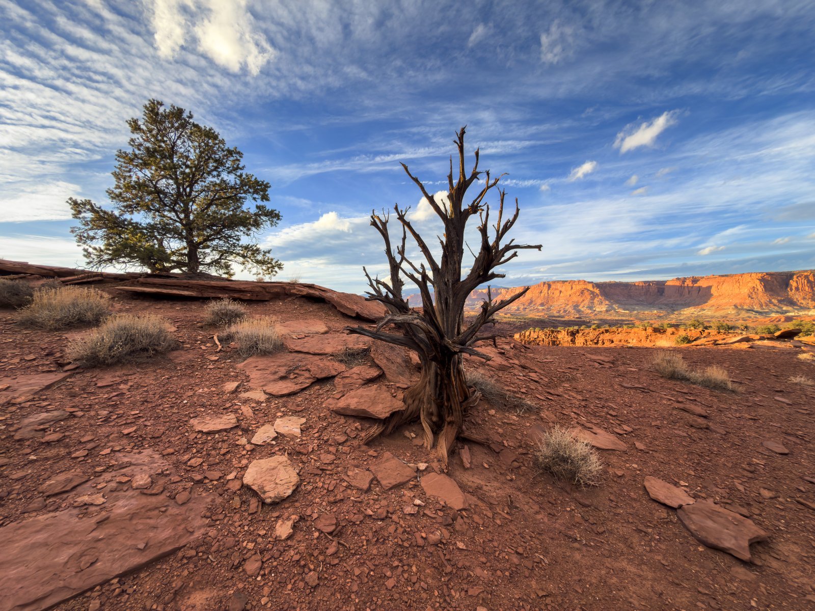 capitol_reef_tree.jpg