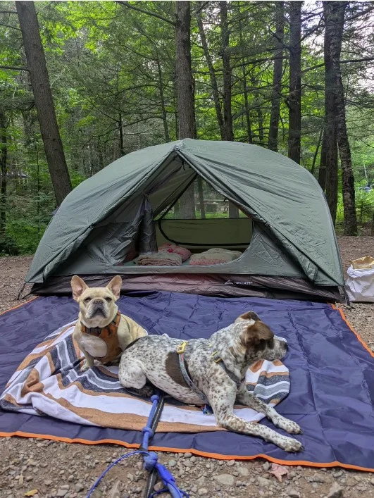 Dogs Camping.webp